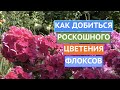 МОЙ СЕКРЕТ ПЫШНОГО ЦВЕТЕНИЯ ФЛОКСОВ!