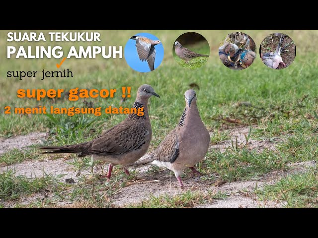 Suara Tekukur Paling Ampuh - Suara pikat tekukur - Suara Burung Tekukur dijamin langsung datang class=