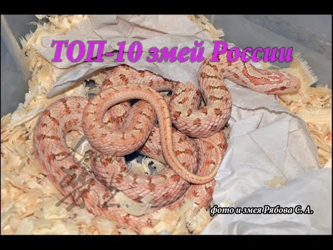 Топ 10 змей России!