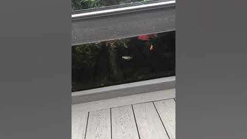 Patio pond with viewing window part 3