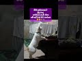 සුදු බෝලේ සාදු කියනවා තනියම...🥺🥺😻😻 #funnykittens #funny #funnyvideo #cat #pets
