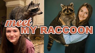 Meet My Pet Raccoon!