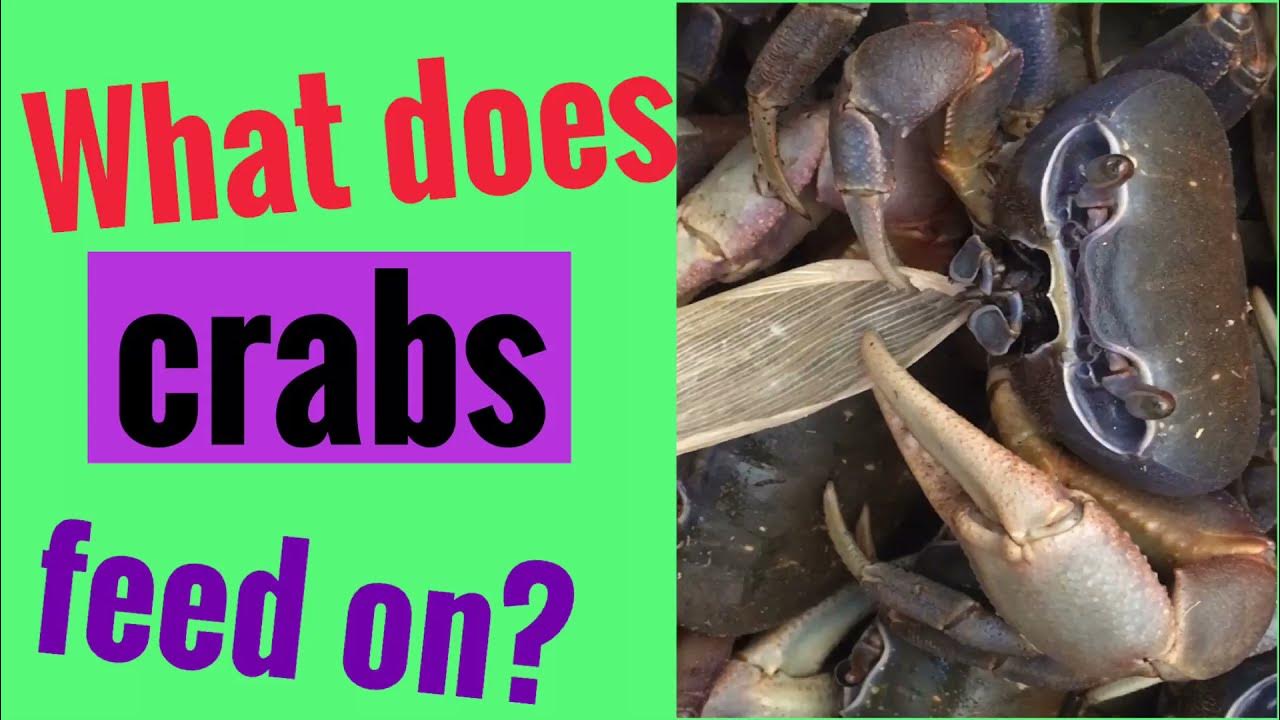 What does crabs feed on? elikor gh tourism crabs truth and honesty