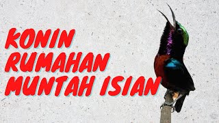 Download Lagu Konin Gacor | Pancingan Konin Rajin Bunyi MP3 Download Lagu Konin Gacor | Pancingan Konin Rajin Bunyi MP3