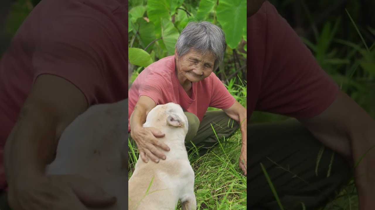 Ce Chien Sauve Une Mamie En Danger De Mort Pourtoi