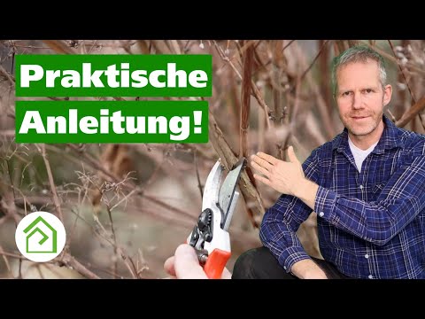 Video: Chubushnik-Beschneidung: Ein Schema Zum Beschneiden Von Jasmin Nach Der Blüte. Wie Trimmt Man Die Krone Richtig Mit Einer Kugel? Müssen Sie Im Sommer, Frühling Oder Herbst Schneide