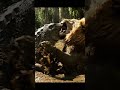 Crocodile vs Lion in Mud – Epic Wild Clash! #crocodile vs lion