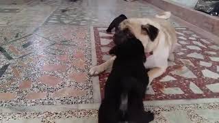pug puppies playing with mom