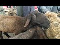 мал базар койлор 🐑🐐🐏 пригородный мал базары06/03/21