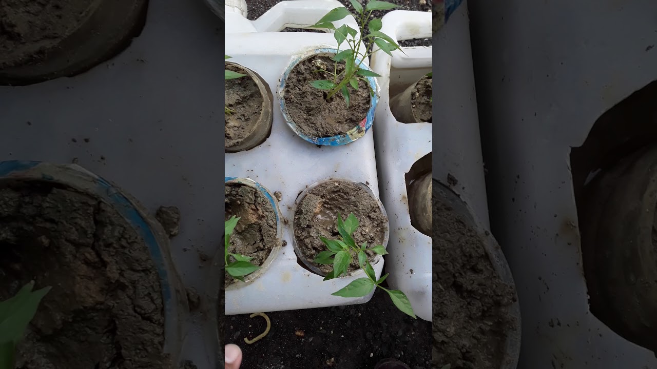 Menanam cabe pake bekas botol air mineral dan jerigen 