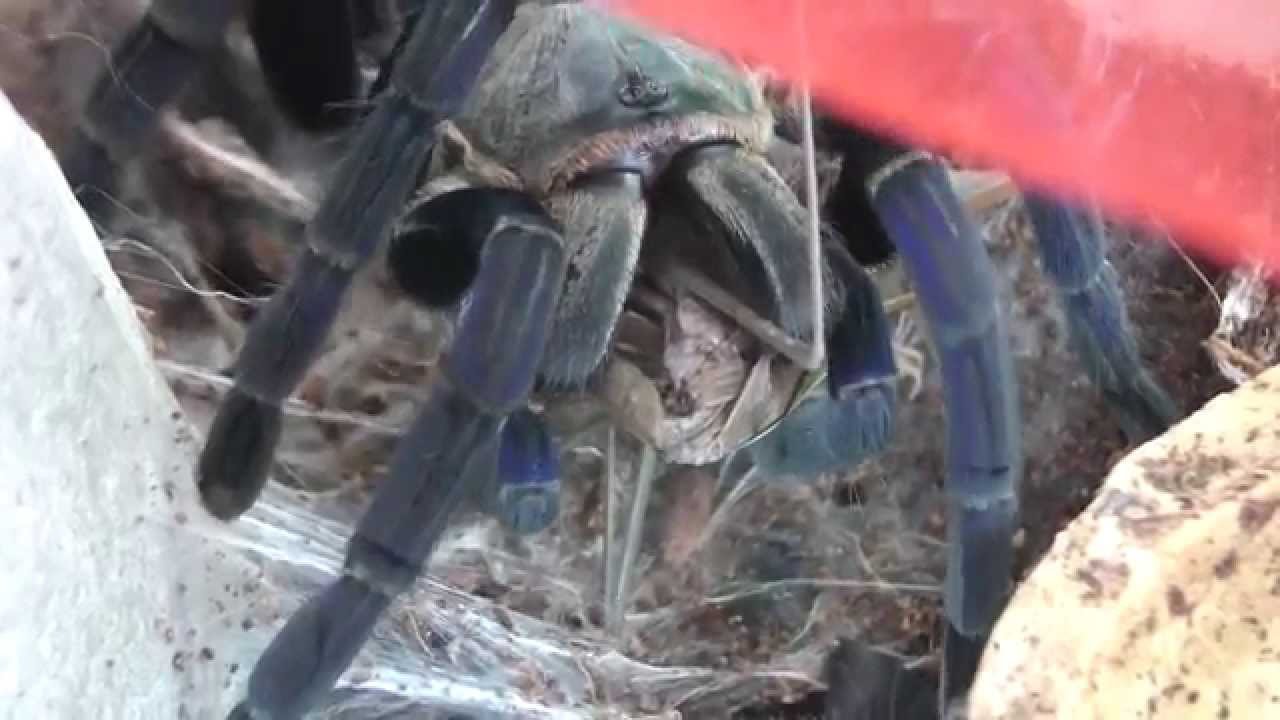 코발트블루 왕사마귀 피딩 cobalt blue tarantula mentis feeding YouTube