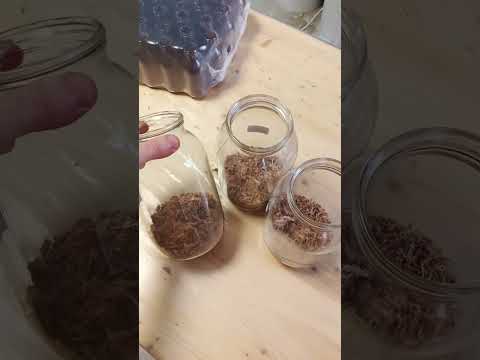Красный корень (копеечник забытый) настойка