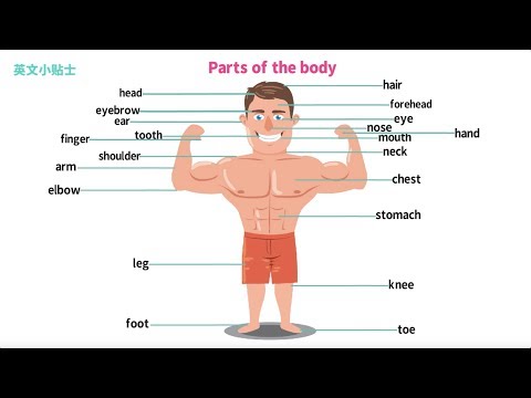 身体各个部位用英语怎么说| Parts of the body