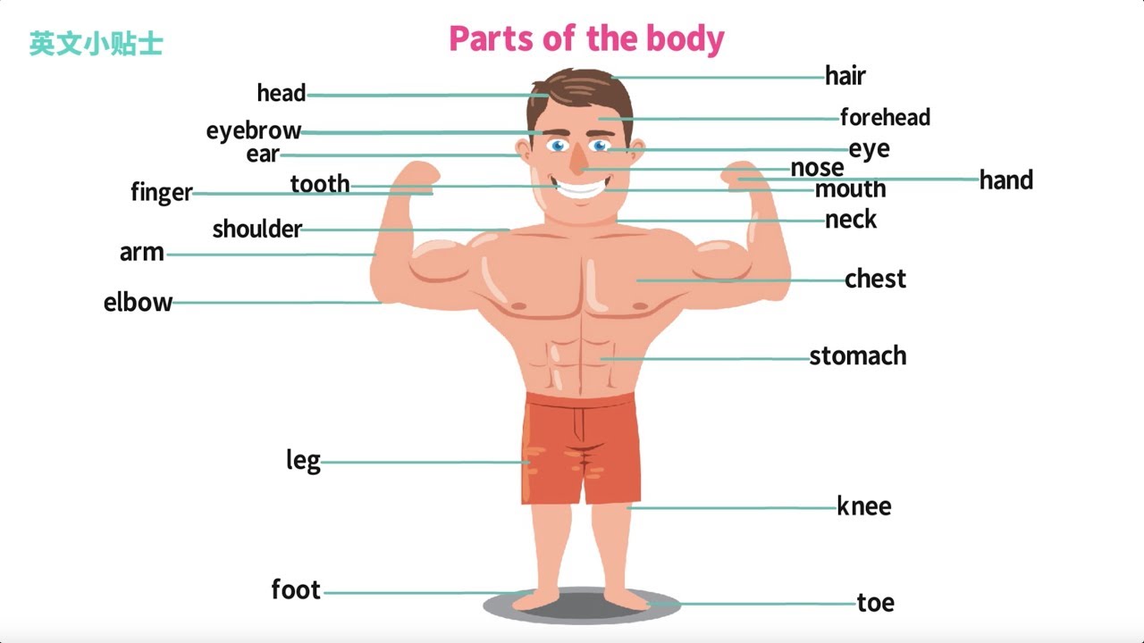 身体各个部位用英语怎么说 Parts Of The Body Youtube