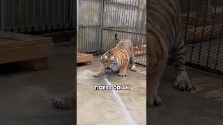 Cómo Bañan A Los Tigres En Los Zoológicos