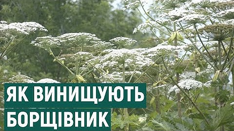 Чим небезпечний борщівник та як його намагаються винищувати у Франківській громаді