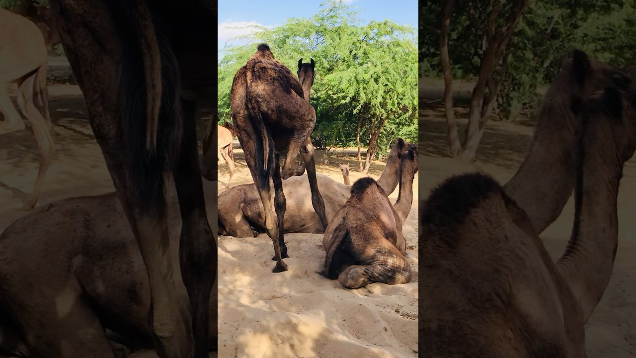 The camel is scratching its body 