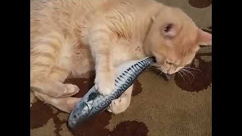 Plush Catnip Fish Toy