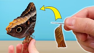 How to grow tropical butterflies from a cocoon at home!