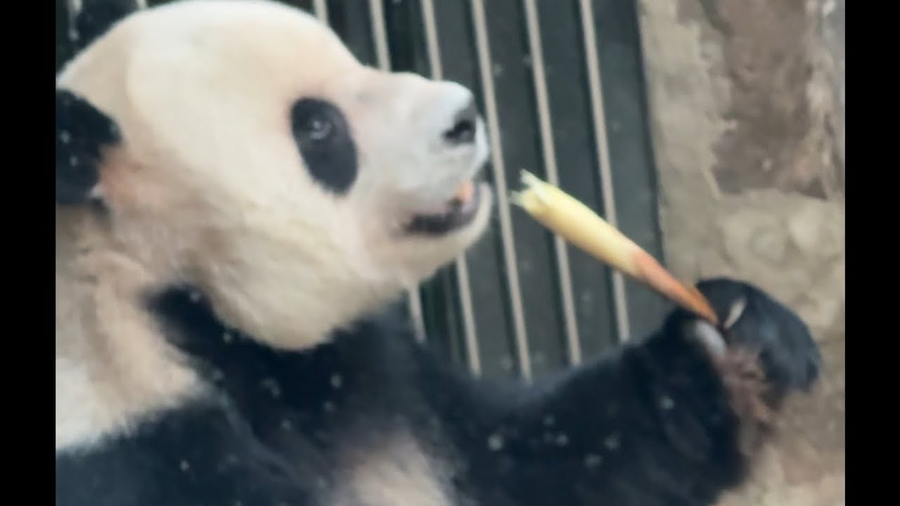 RaLiK Panda