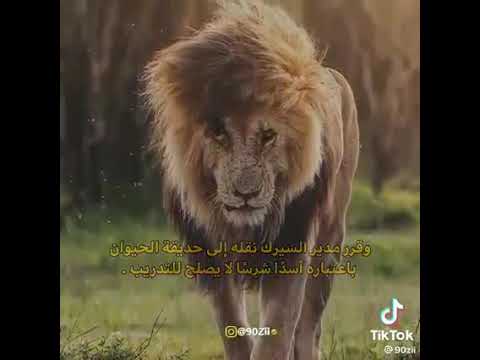 ما كل من ركب الخيل خيال و لا كل من ركب المطية هجان