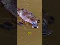 The Platypus: The Only Mammal That Lays Eggs
