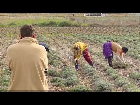 Video: Informacion për sherebelën e artë - Rritja e sherebelës së artë në kopsht