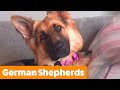 Cute and Funny German Shepherds! | Funny Pet Videos