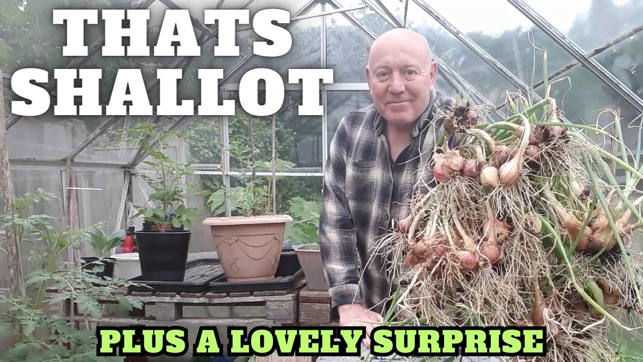 Harvesting Our Shallots [Gardening Allotment UK] [Grow Vegetables At