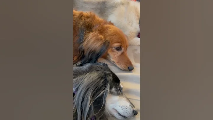 My dog has ear tremors all the time when shes awak...