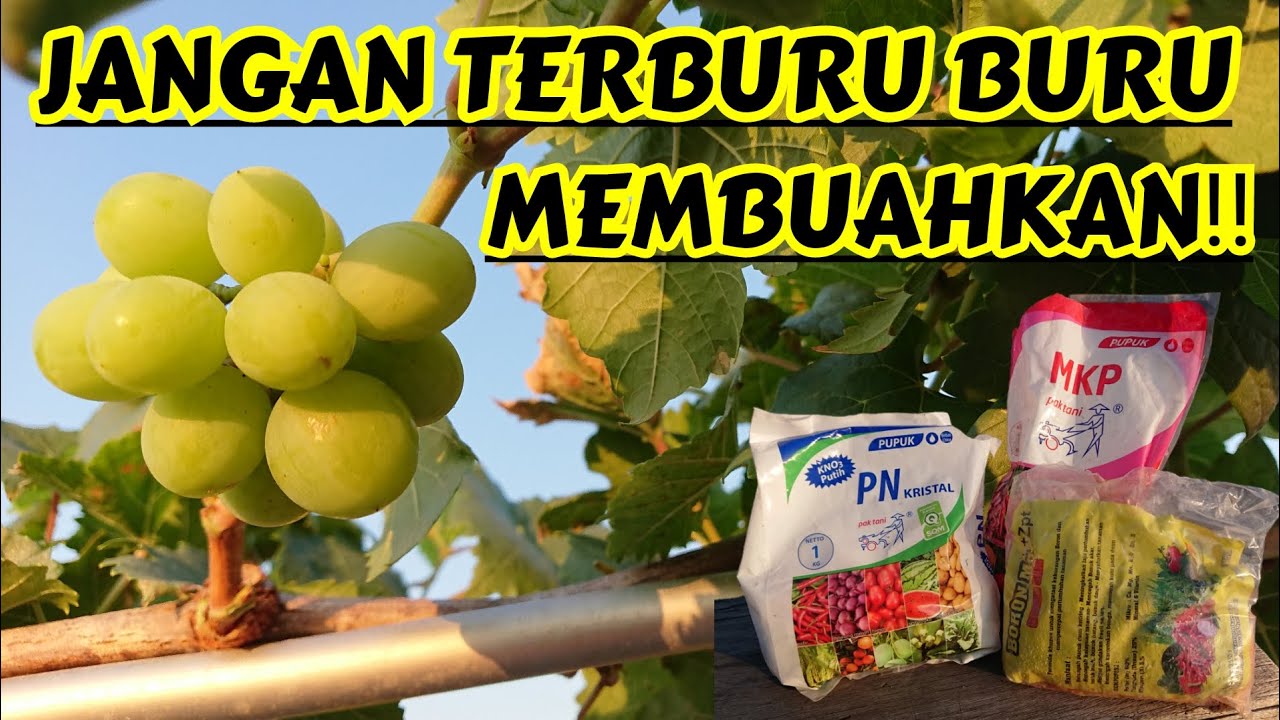 KENALI TAHAPAN TAHAPAN SEBELUM MELAKUKAN PANGKAS PEMBUAHAN ANGGUR‼️🔥🍇