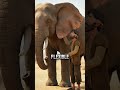 Three People Touched an Elephant and All Got It Wrong #shorts