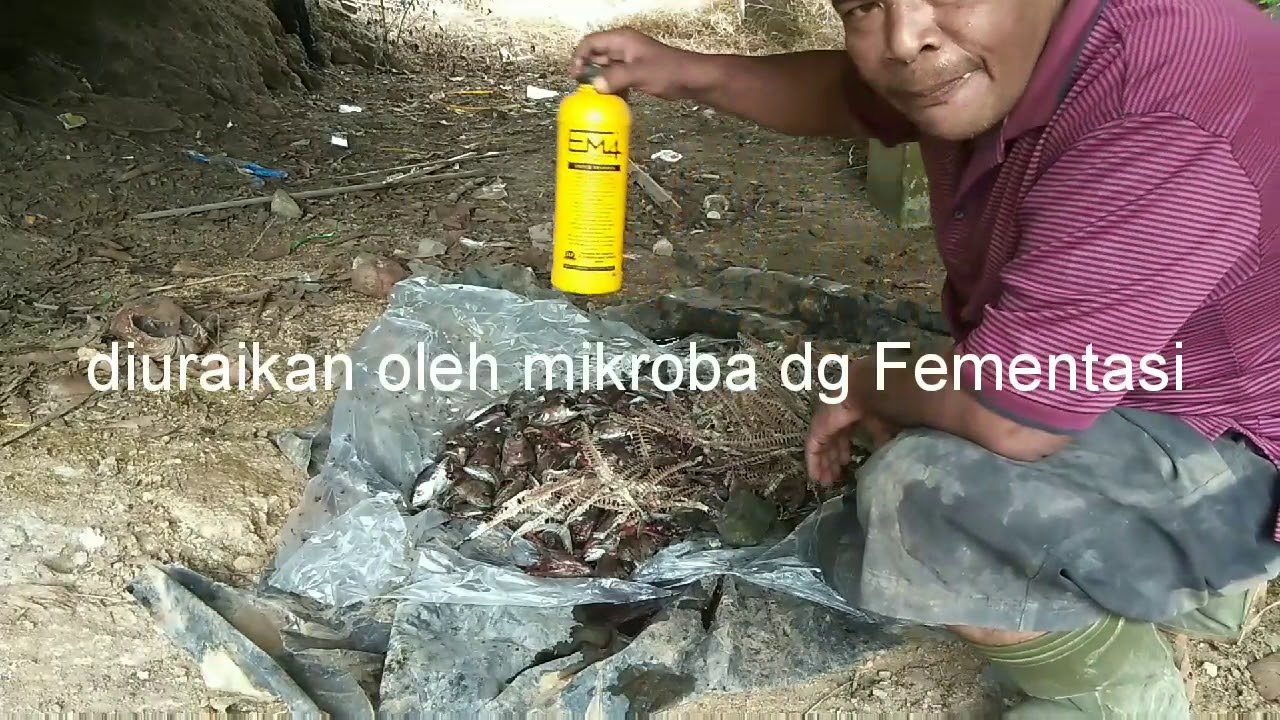 Pupuk Organik  dari  Limbah  ikan YouTube