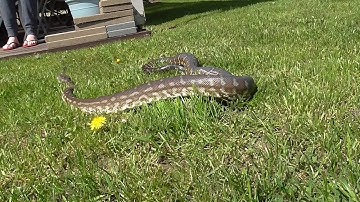 Centralian Carpet Python / Bredl