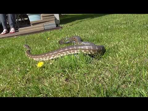 Centralian Carpet Python / Bredl's Python (Morelia bredli)