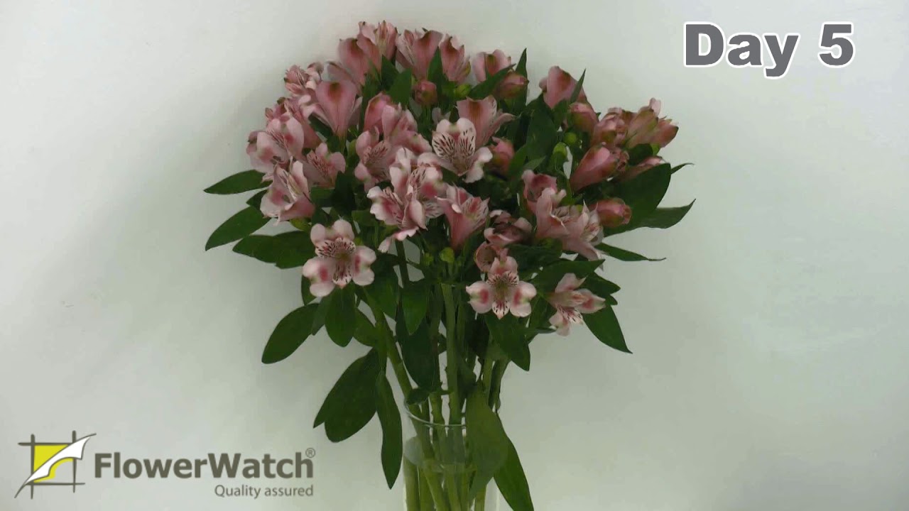 FlowerWatch presents Pink Alstroemeria vase life test in HD - video 2