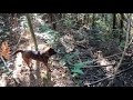 狩猟生活の始まりと甲斐犬の華ちゃん猟犬デビュー