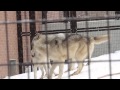 円山オオカミ　しつこいルーク　怒るキナコ　2011年2月