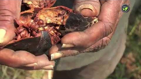 Root Rot, Neck Rot, Fruit Rot  and Anthracnose Diseases of Pomegranate