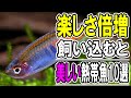 水槽に新たな感動を！育てる喜びが倍増する熱帯魚10選【淡水魚 アクアリウム】