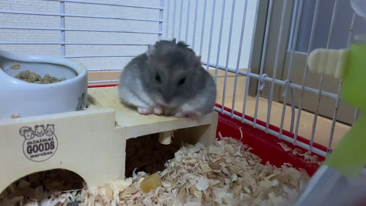 50 素晴らしいハムスター 可愛い 動画 最高の動物画像