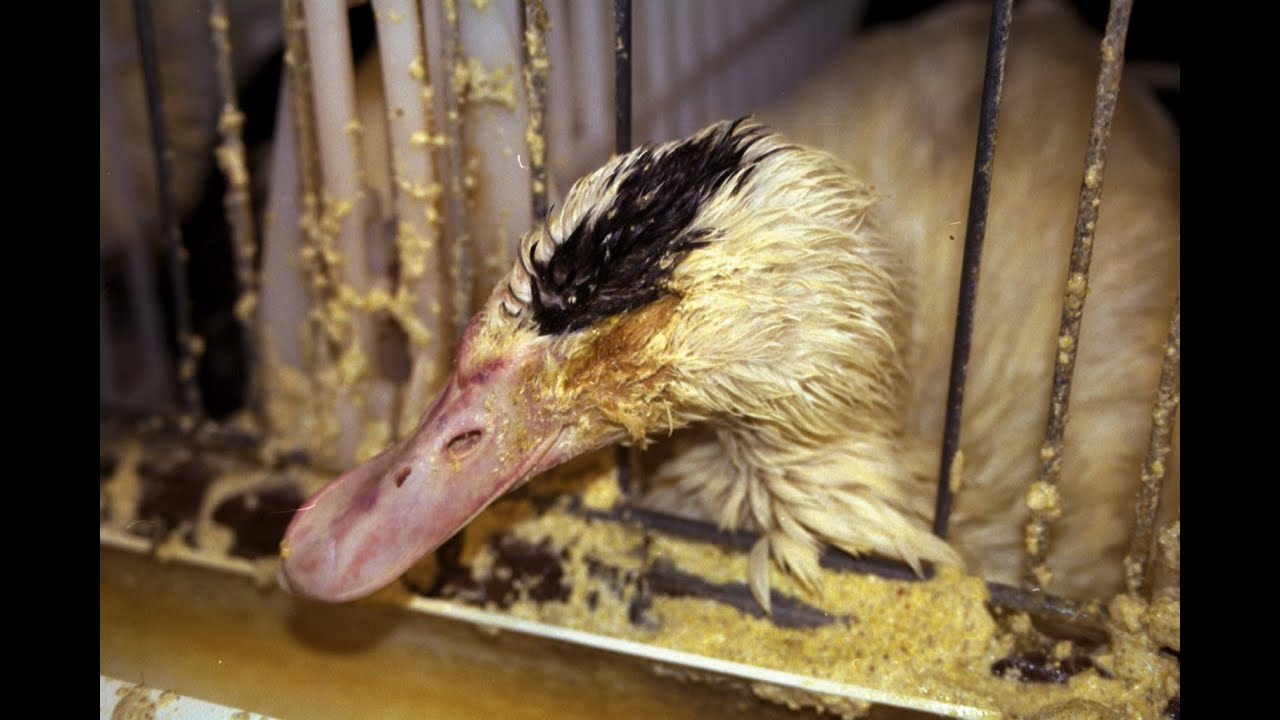 Foie Gras Animal Cruelty And Consumer Threat Youtube,Baked Chicken Breast Meal