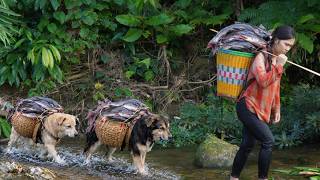 Primitive fishing with bamboo traps - Catching giant fish from the river with the help of two dogs.