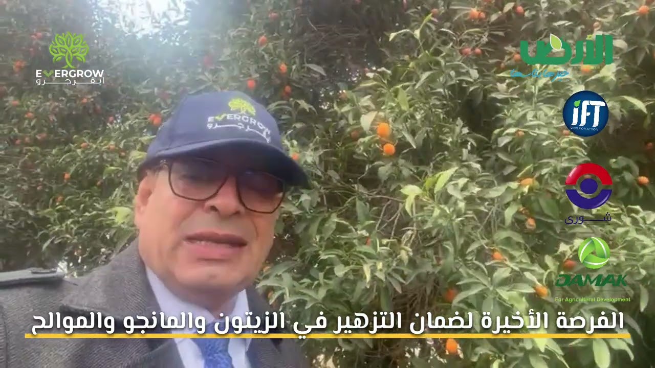 الفرصة الأخيرة لضمان التزهير في الزيتون والمانجو والموالح