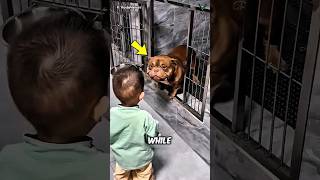 This Pit Bull Was Feared by Everyone… Until a Little Boy Changed His Life