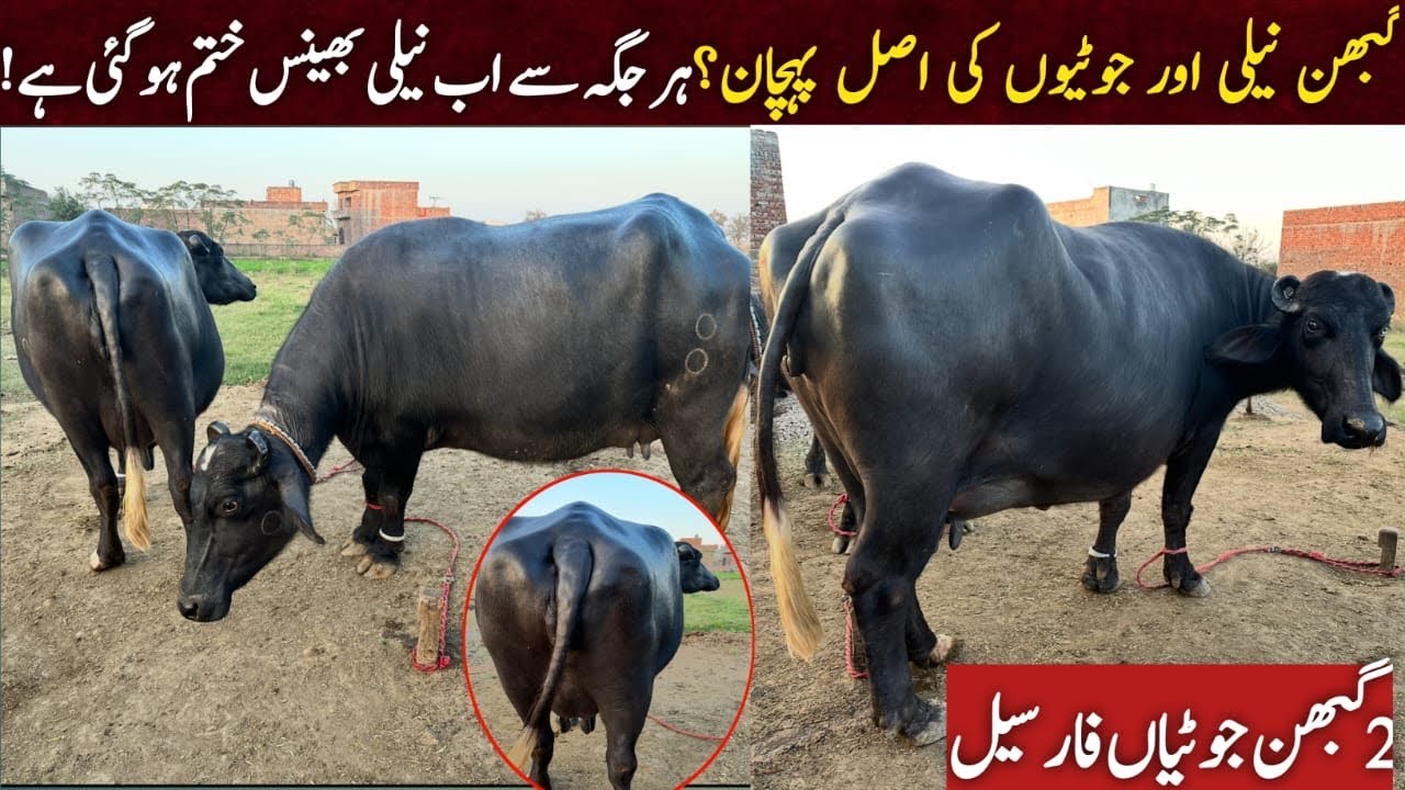 Buffalo in pakistan | nili ravi buffalo milking | dairy farm in ...