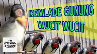 Bikin Gacor !!! Pancingan Burung Cabean / kemade Gunung Wucit wucit