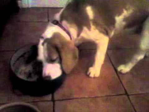 Hungry Beagle