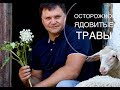 ОСТОРОЖНО!!! Ядовитые травы на пастбище!