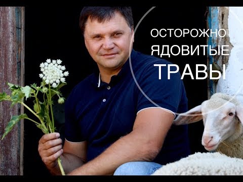 Video: Omezhnik Vesi